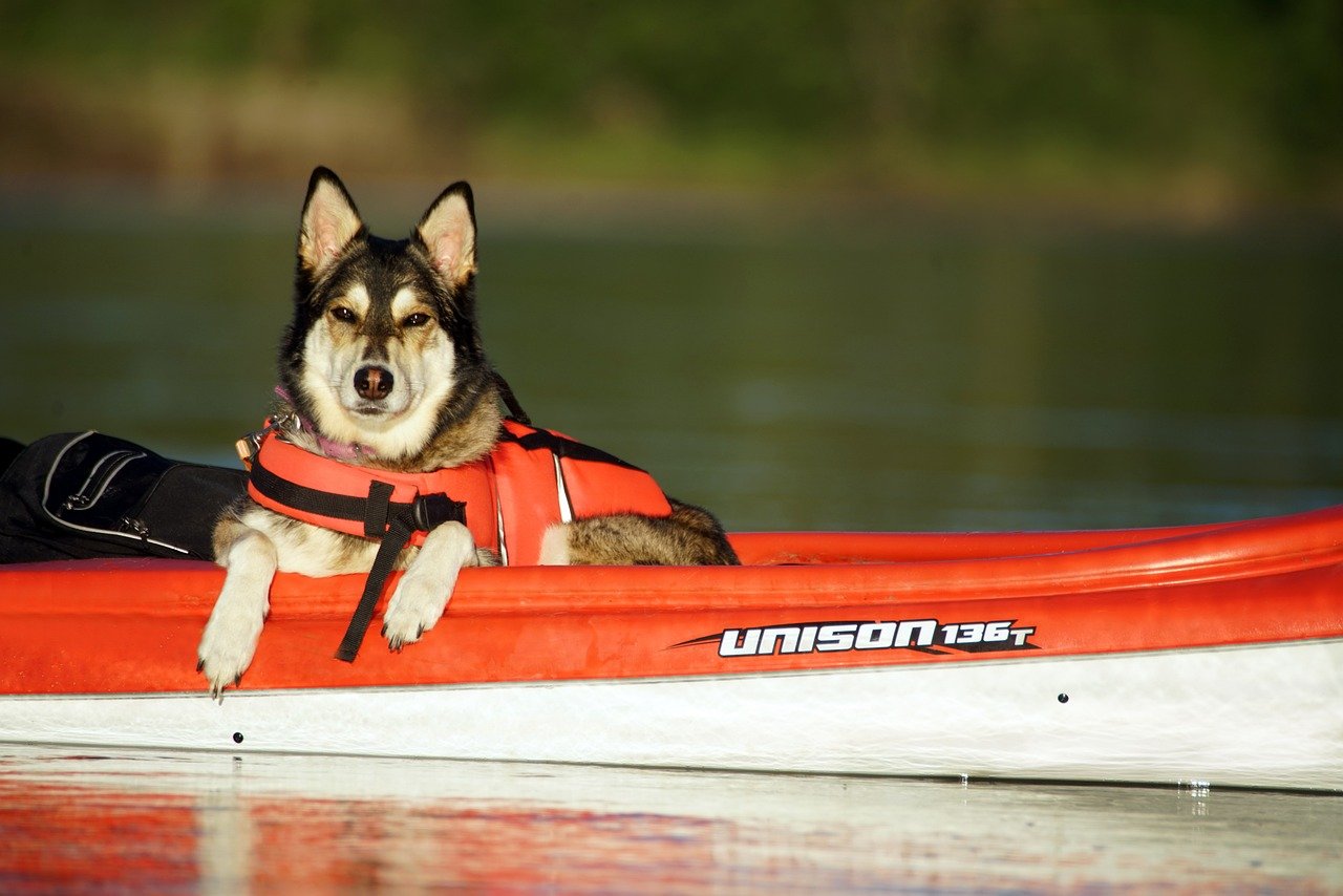 Can I Go Kayaking With My Dog?