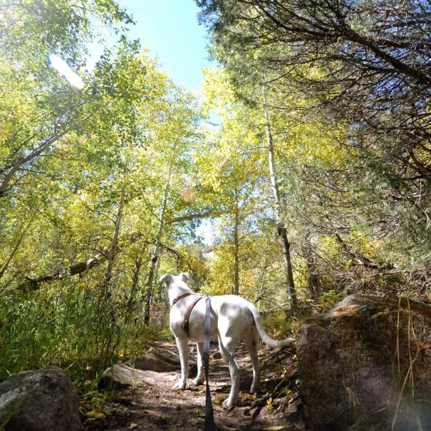 Dog-Friendly Trails With Waterfalls In North Georgia