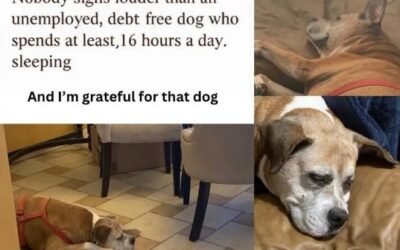 Sam: The Adventure and Office Dog Who Earned His Retirement